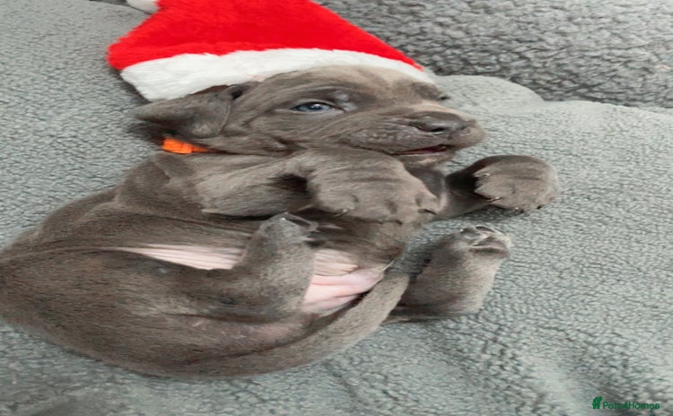 Cane Corso dogs CANE CORSO TOP QUALITY STRAJANO BLOODLINE FERMINTO - Advert 1