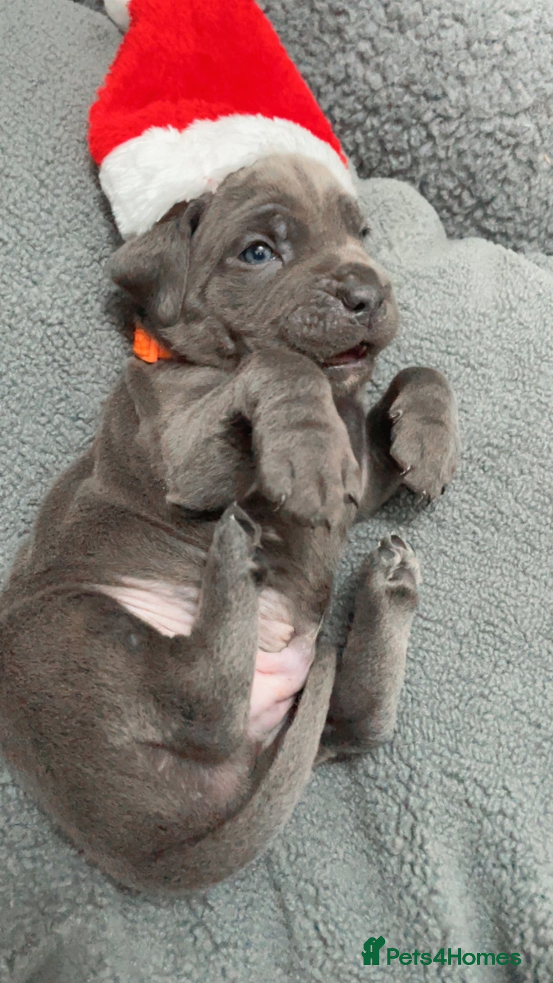 Cane Corso dogs for sale: CANE CORSO TOP QUALITY STRAJANO BLOODLINE FERMINTO - Advert 1