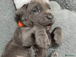 Cane Corso dogs CANE CORSO TOP QUALITY STRAJANO BLOODLINE FERMINTO - Advert 1