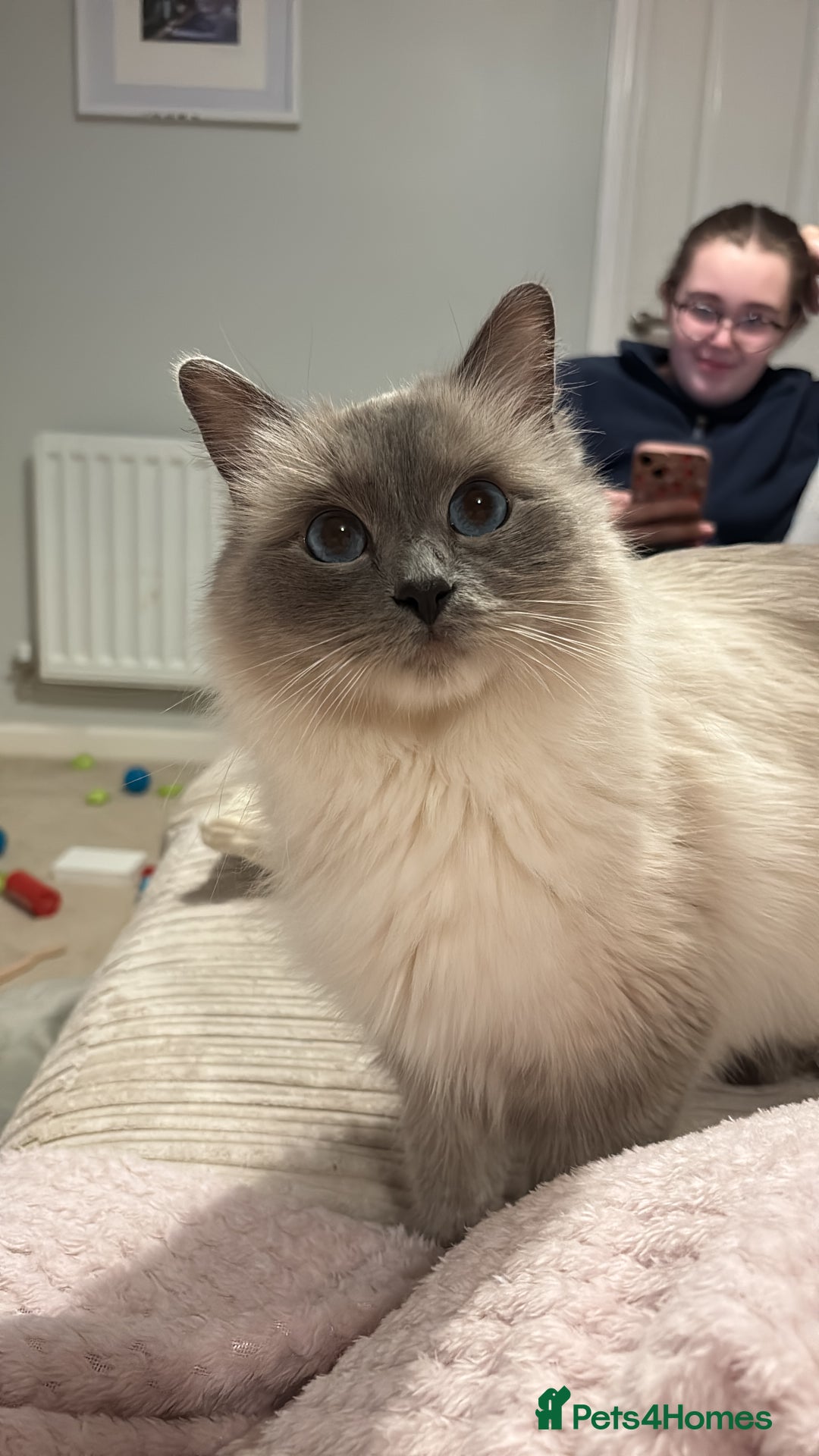 Ragdoll cats for sale: GCCF and TICA reg Queen - Advert 2