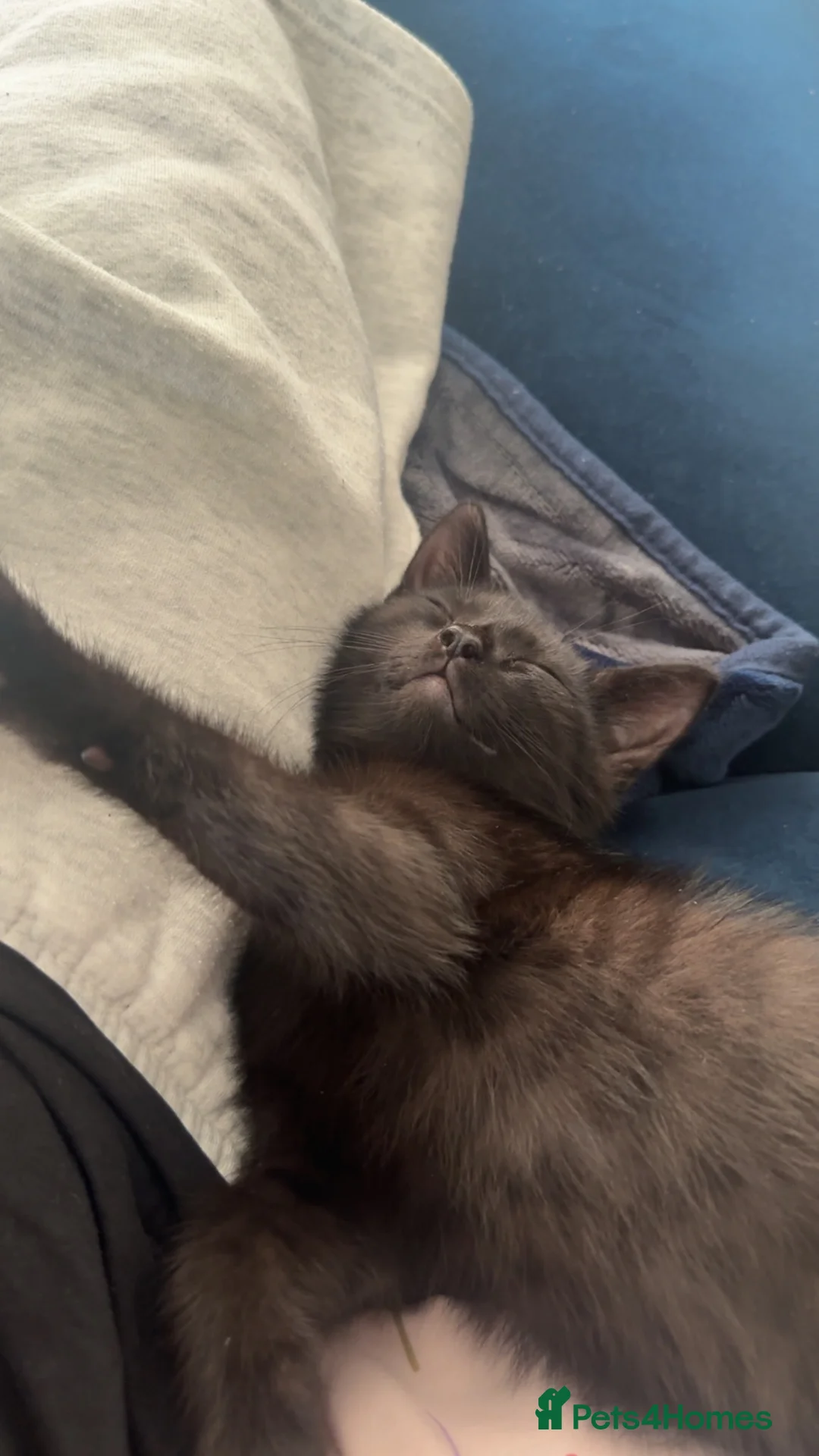 Mixed Breed cats for sale: Beautiful friendly kitten ready for forever home - Advert 2