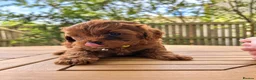 Toy Poodle dogs for sale: Fantastic Toy poodle puppies Available  in Nottingham - Advert 7