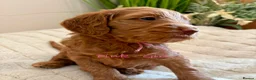 Cockapoo dogs for sale: Beautiful F2 Cockapoo Puppies  - Advert 9