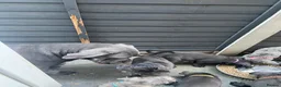 Cane Corso dogs for sale: Cane corso puppies  - Advert 26