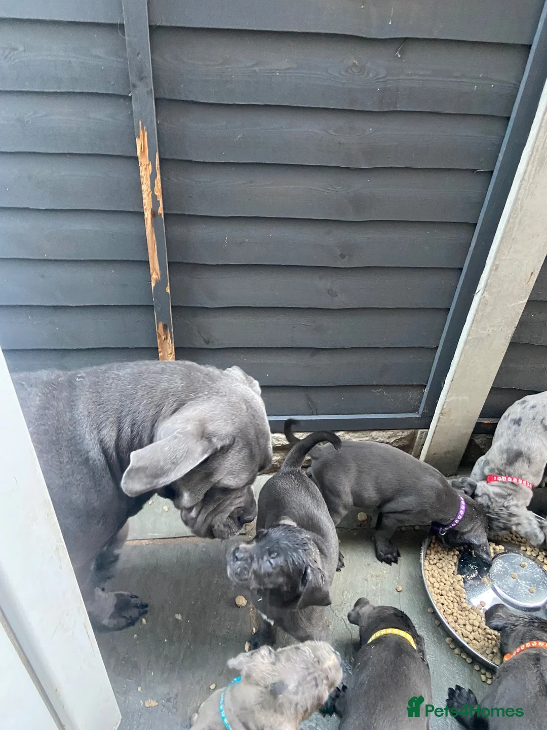 Cane Corso dogs for sale: Cane corso puppies  - Advert 26