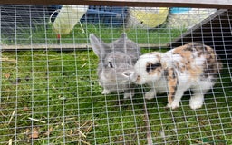 English Lop rabbits for sale: 3 free bunnies looking for their new home! - Image 1
