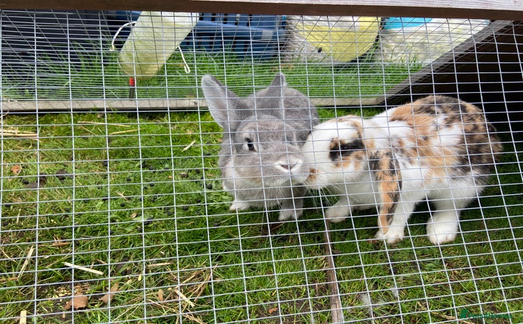 English Lop rabbits - Advert 8