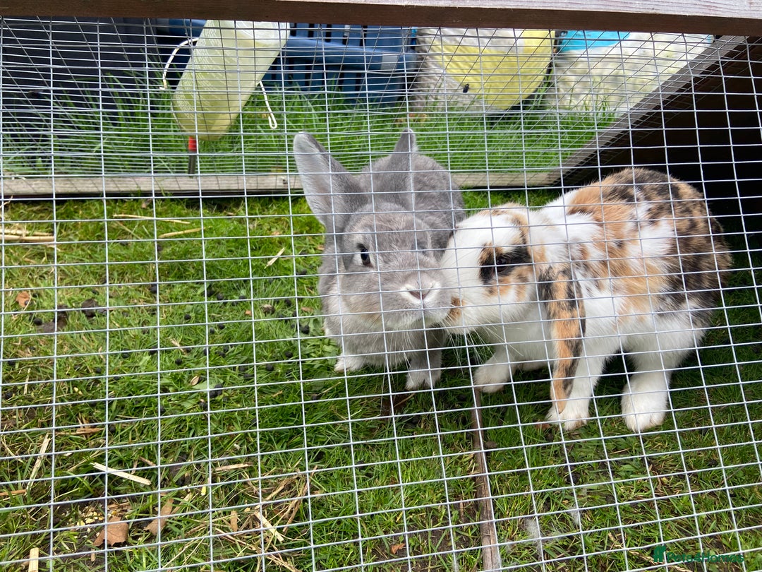 English Lop rabbits for sale: 3 free bunnies looking for their new home! - Image 1