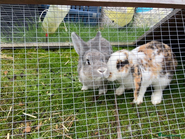 English Lop rabbits - Advert 7