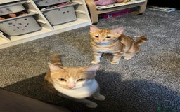 Highlander cats for sale: Misha & Lucky for sale. - Image 1