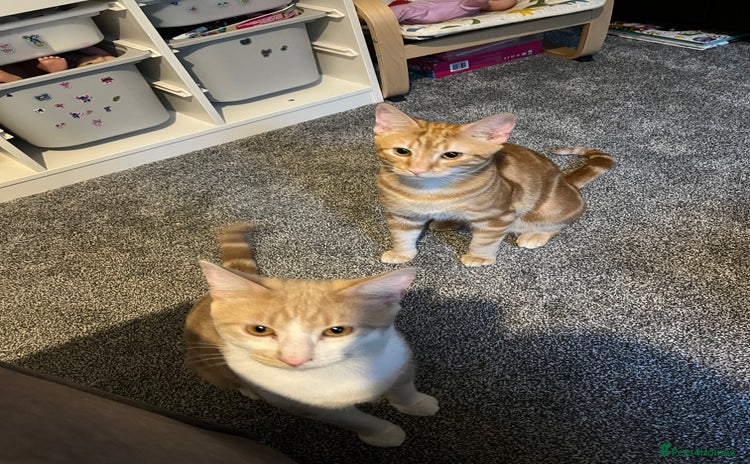 Highlander cats - Advert 1