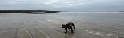 Cane Corso dogs for sale: Reluctantly rehoming my Beautiful Cane Corso - Advert 22