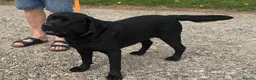 Labrador Retriever dogs for stud: Labrador, proven, health tested, show bred  - Advert 2