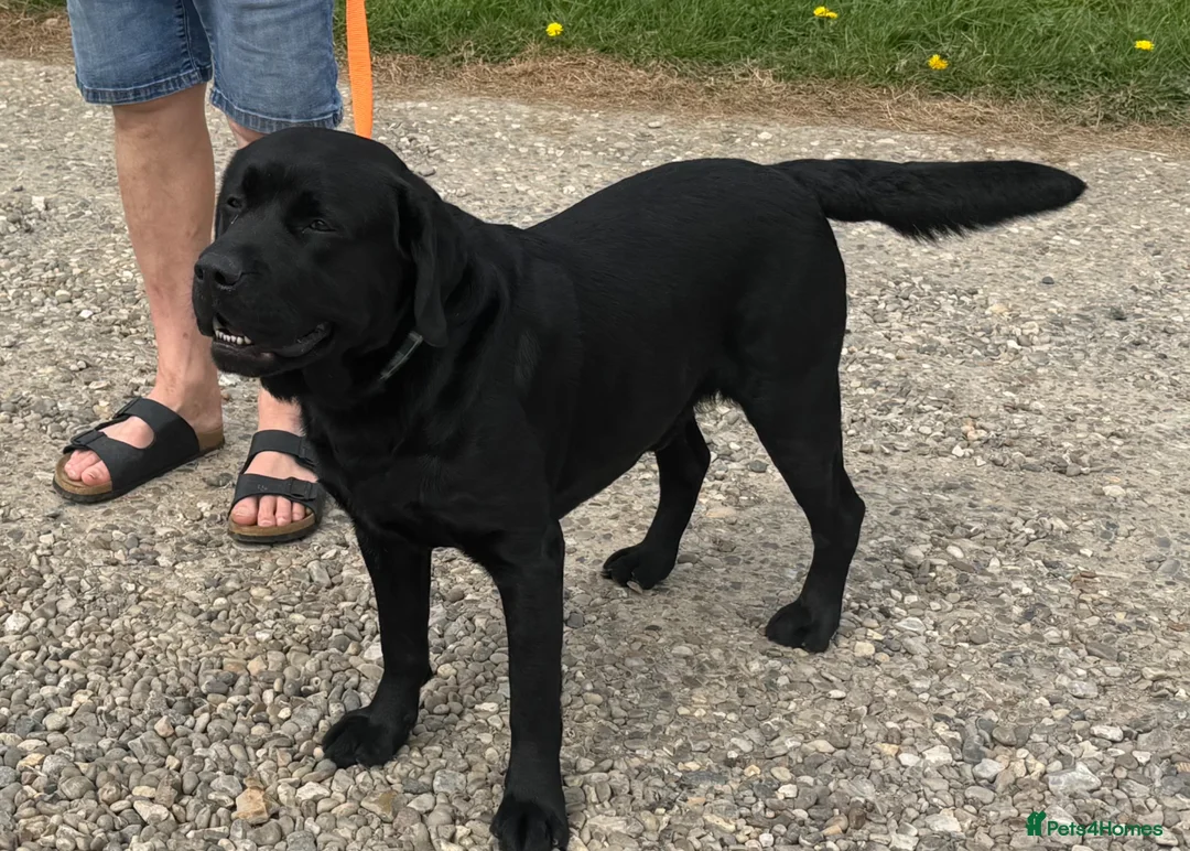 Labrador Retriever dogs for stud: Labrador, proven, health tested, show bred  - Advert 2