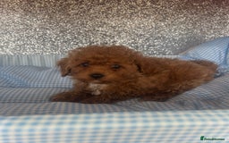 Cavapoo dogs for sale: F1 b cavapoo puppies 🐶  - Image 19