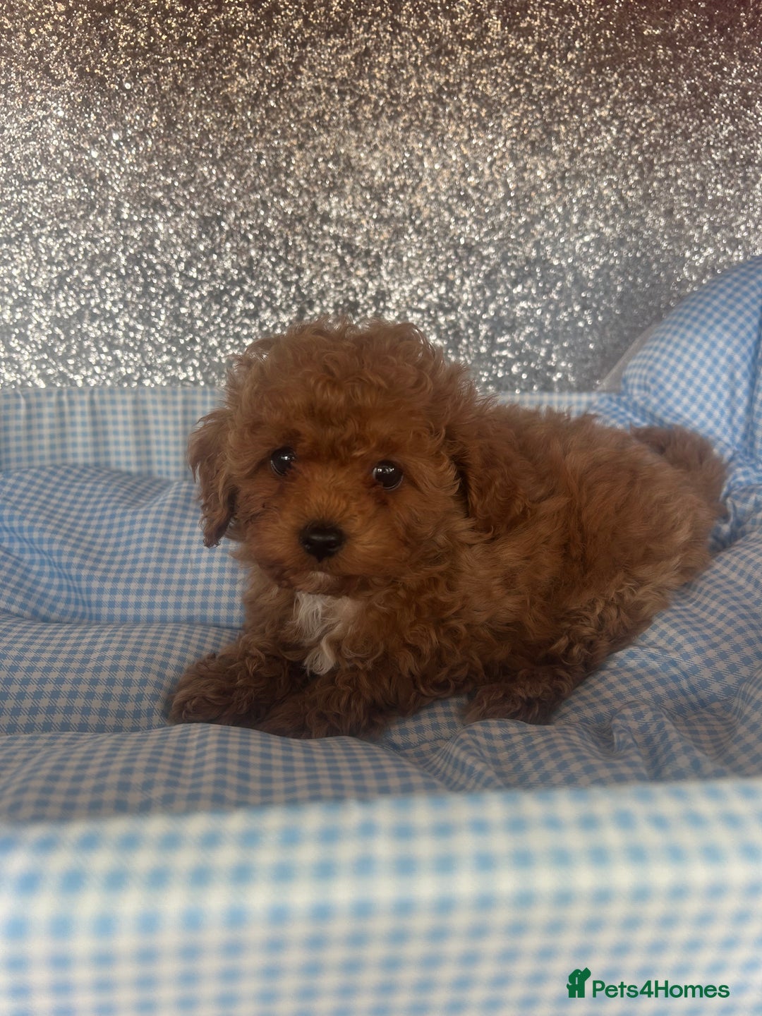 Cavapoo dogs for sale: F1 b cavapoo puppies 🐶  - Image 19