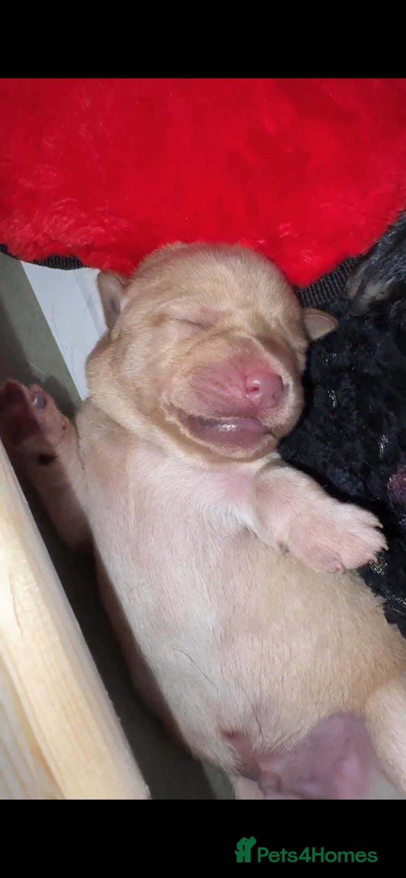 Labrador Retriever dogs 10 beautiful Labradors for sale  - Advert 5