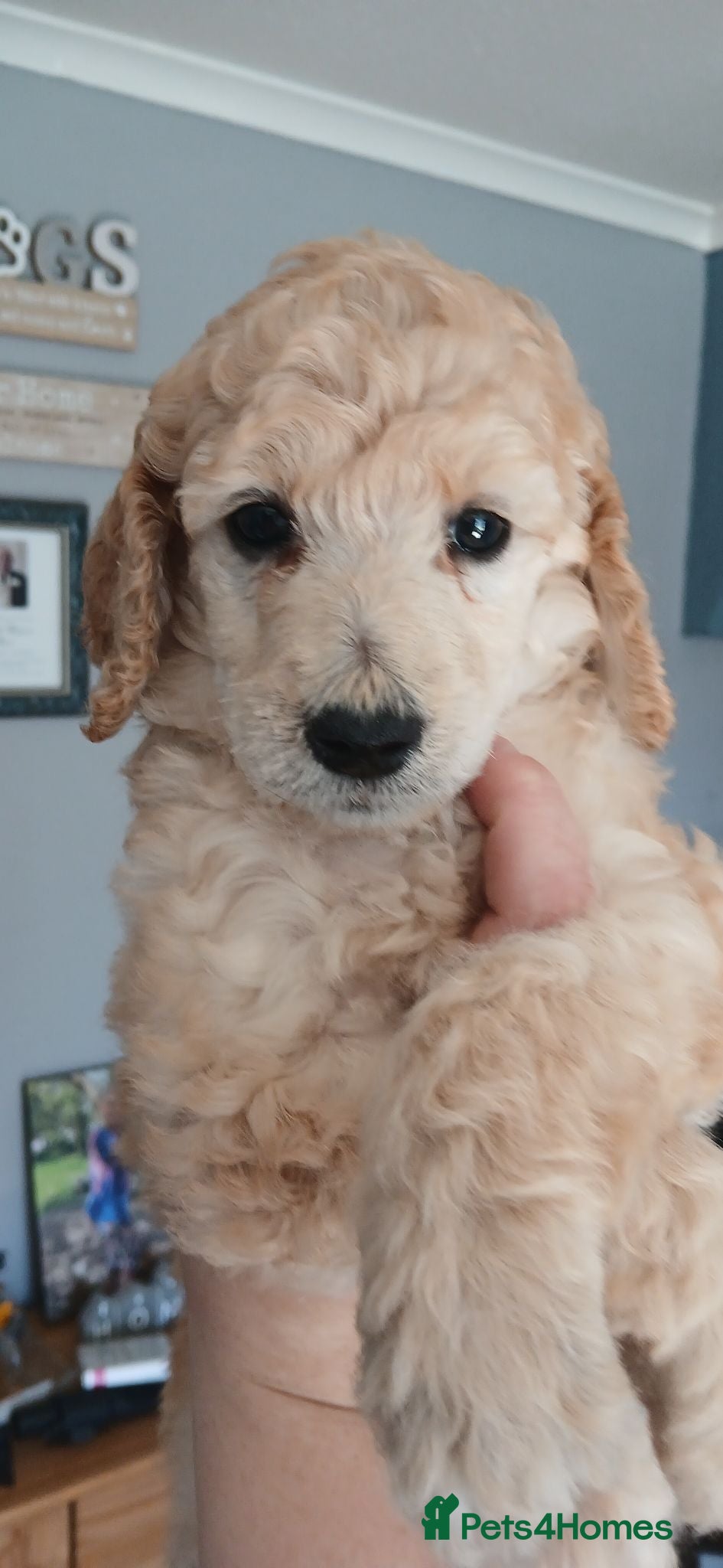 Standard Poodle dogs Standard poodle boy - Advert 2