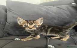Bengal cats for sale: Bengal Kittens - Image 6