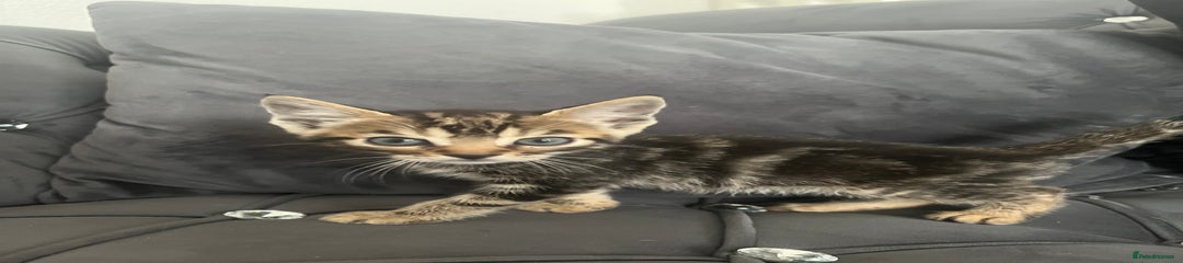Bengal Kitten 1