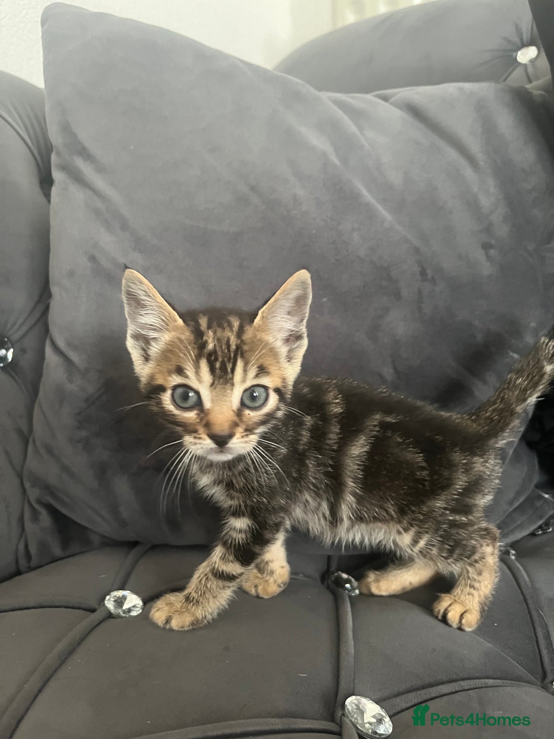 Bengal cats for sale: Bengal Kittens - Image 6