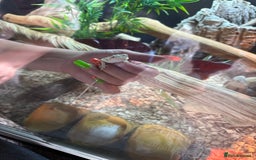 Bearded Dragon reptiles for sale: Baby bearded dragon with full set up  - Image 6