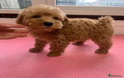 Mixed Breed dogs for sale: Miniature schnoodle girl ready to leave  - Image 13