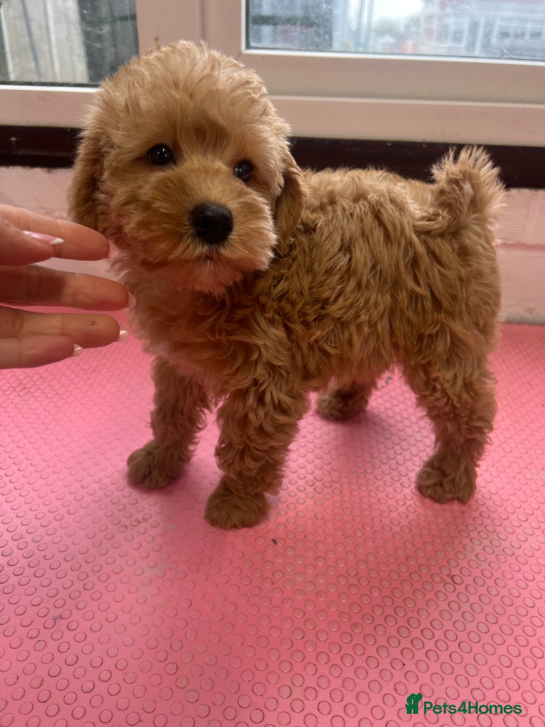 Mixed Breed dogs for sale: Miniature schnoodle girl ready to leave  - Image 13