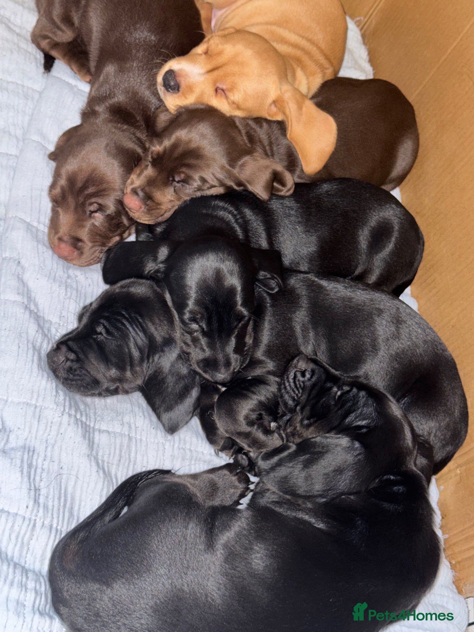 Mixed Breed dogs Stunning Docker puppies - Advert 10