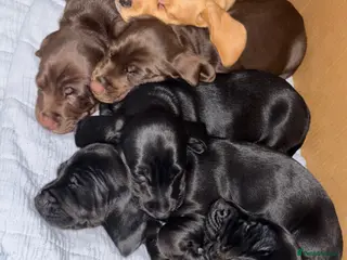 Mixed Breed dogs Stunning Docker puppies - Advert 10