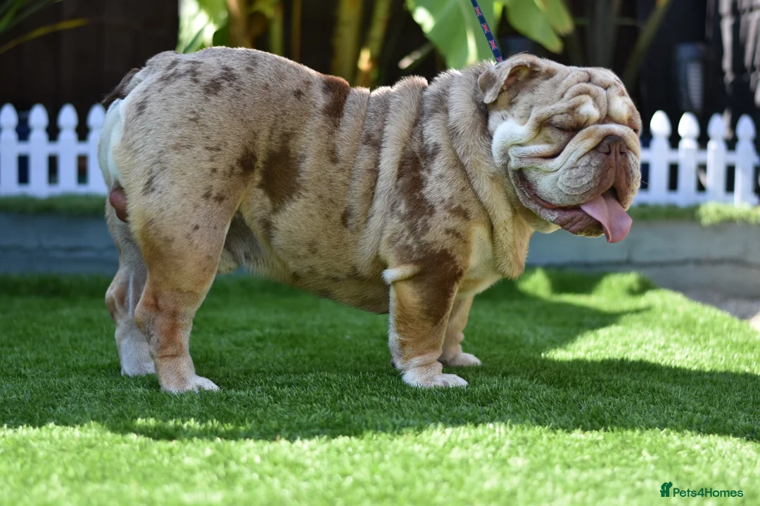 English Bulldog dogs for stud: Wow Taz  ENGLISH BULLDOG STUD  in Canvey Island - Advert 4