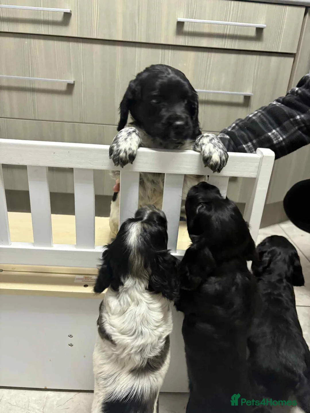 Sprocker dogs for sale: 7 Sprocker spaniels - Advert 3