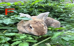 Continental Giant rabbits for sale: 2 HUGE Continental Giants - Image 3