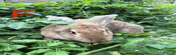 Continental Giant rabbits for sale: 2 HUGE Continental Giants - Advert 3