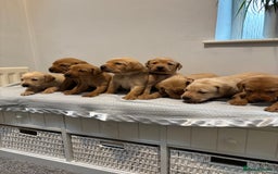 Labrador Retriever dogs for sale: Beautiful fox red puppies  - Image 3