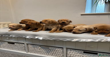 Labrador Retriever dogs - Advert 4