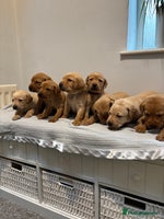 Labrador Retriever dogs - Advert 2