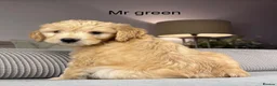 Goldendoodle dogs for sale: BEAUTIFUL HEALTHY LOVING PUPPIES  - Advert 22