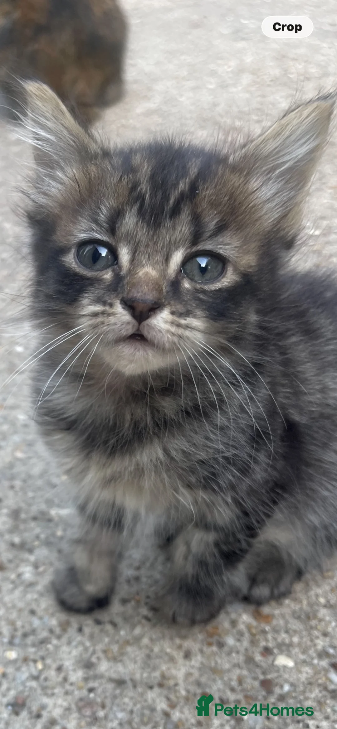 British Shorthair cats for sale: 9 Kittens For Sale Ready Now  - Advert 11