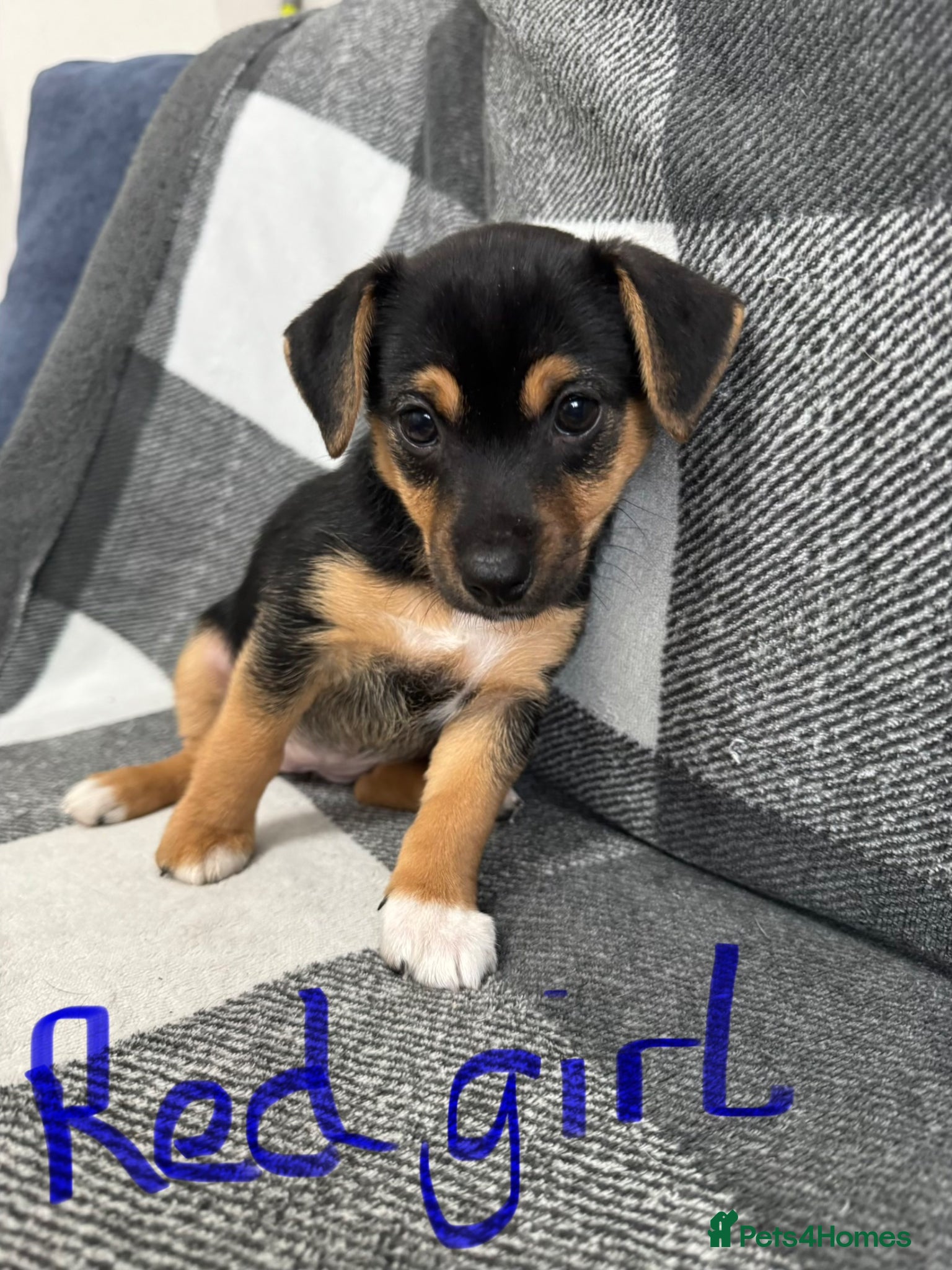 Jack Russell dogs Stunning black n tan smooth coat  - Advert 2