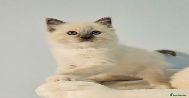 Ragdoll cats - Advert 3