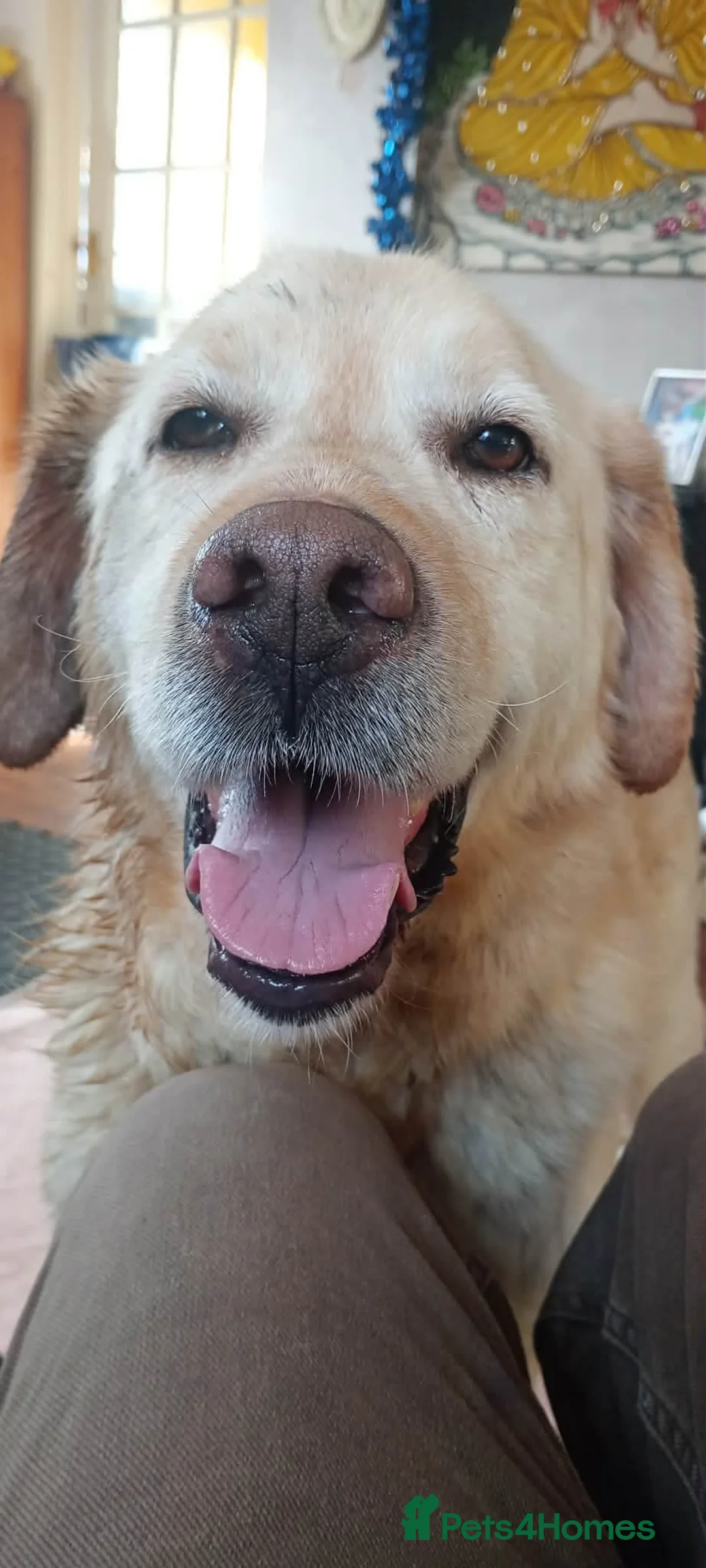 Labrador Retriever dogs for adoption: Sweet Leo in Lincoln - Advert 4