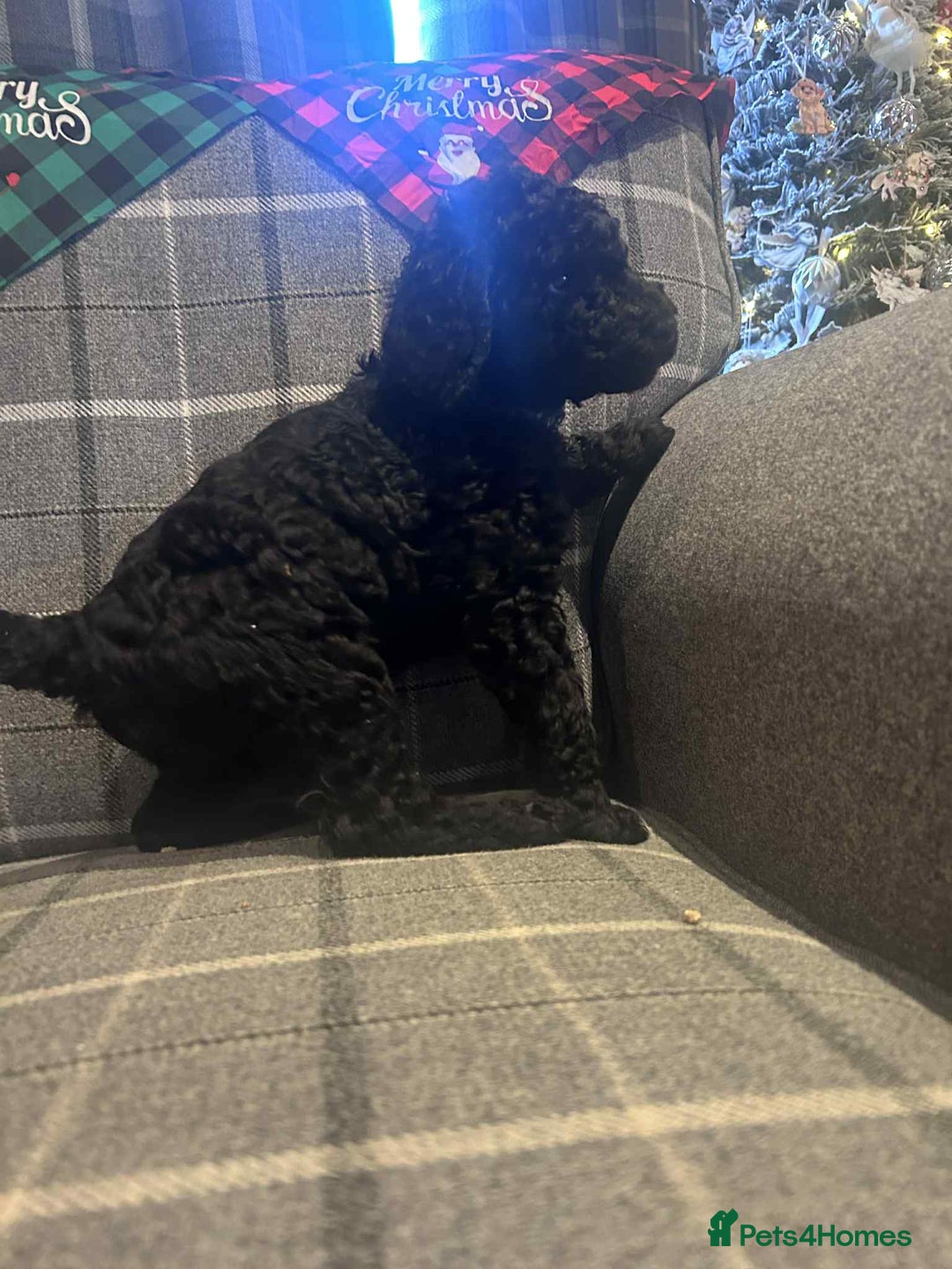 Labradoodle dogs for sale: Beautiful F1B Labradoodle Puppies, Ready now - Advert 20