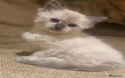 Ragdoll cats for sale: Adorable Ragdoll X Snow Bengal Kittens - Advert 34