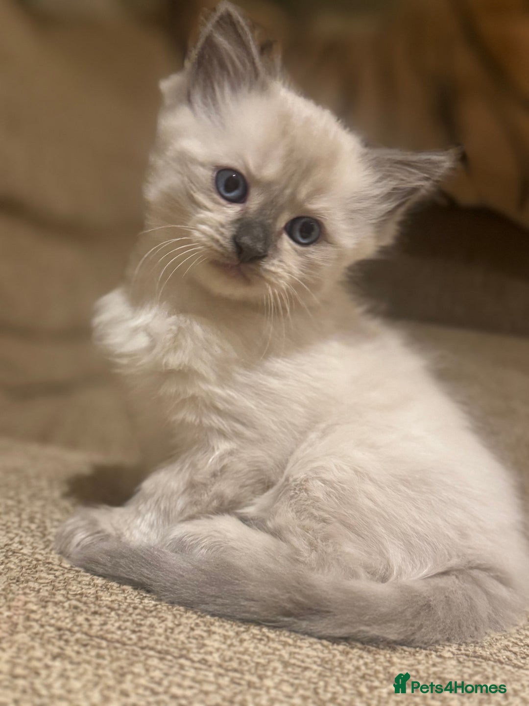 Ragdoll cats for sale: Adorable Ragdoll X Snow Bengal Kittens - Advert 34