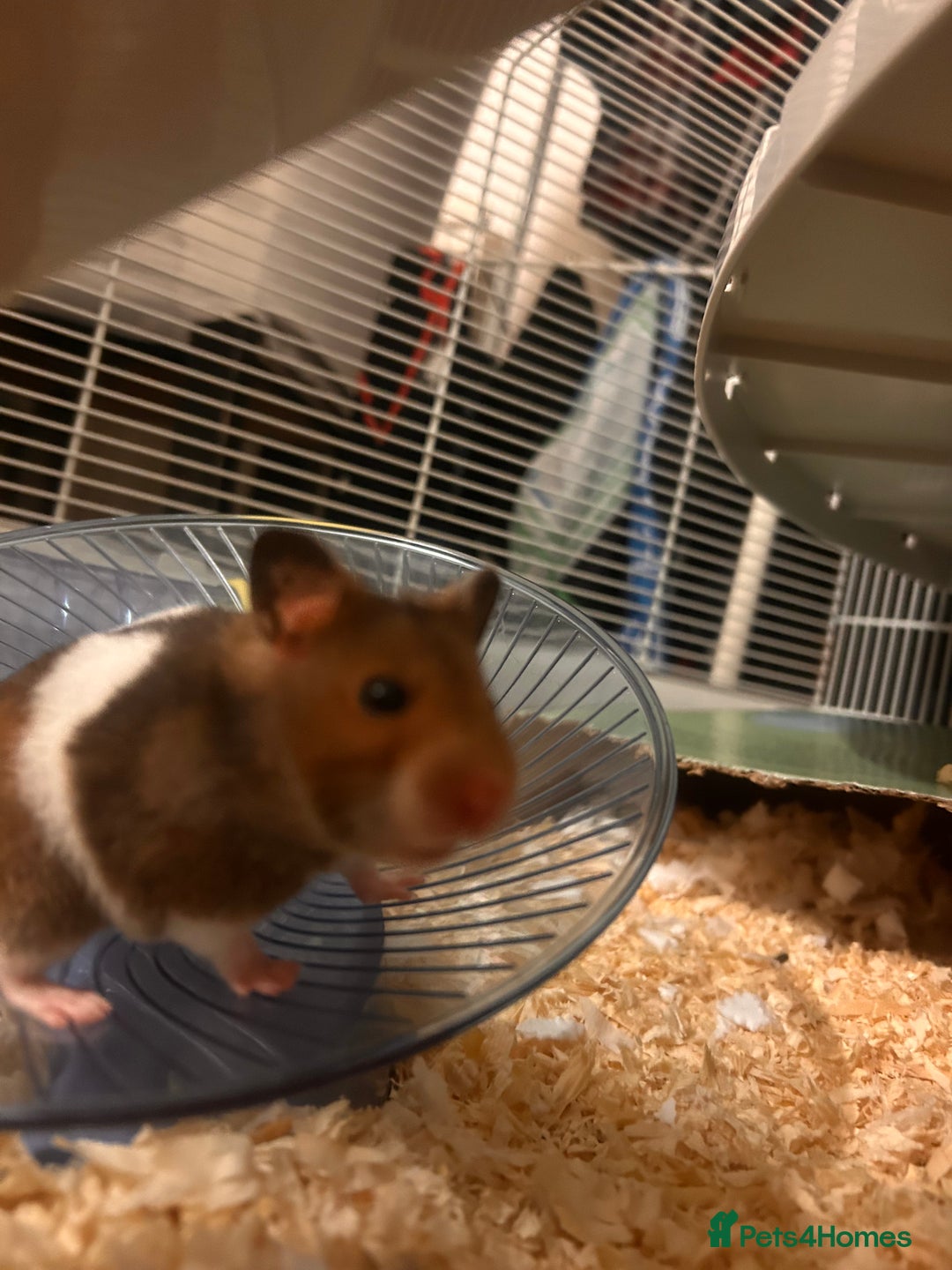 Hamster rodents for sale: Syrian hamster looking for new home - Advert 2