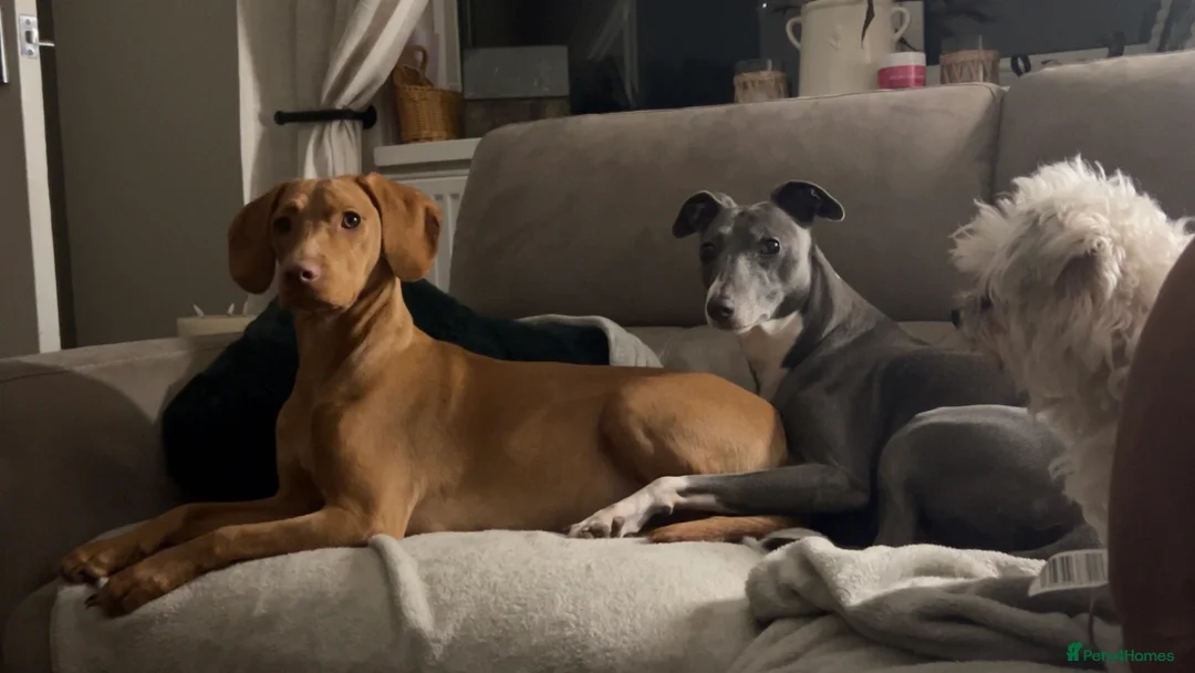 Mixed Breed dogs for sale: Vizsla X Whippet puppies - Advert 11