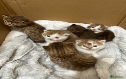 British Shorthair cats for sale: Kittens British shorthair mixed  - Image 10