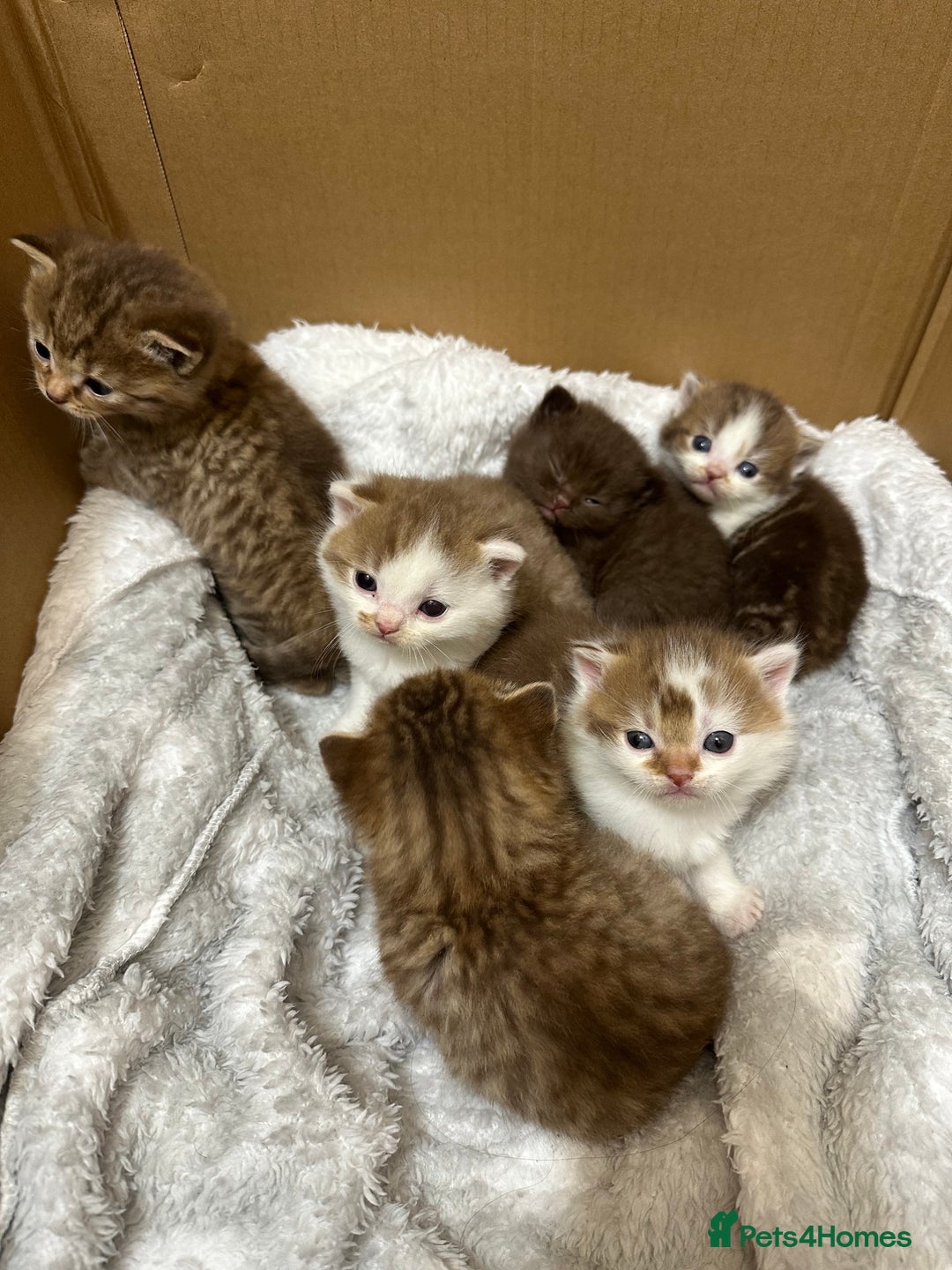 British Shorthair cats for sale: Kittens British shorthair mixed  - Image 10