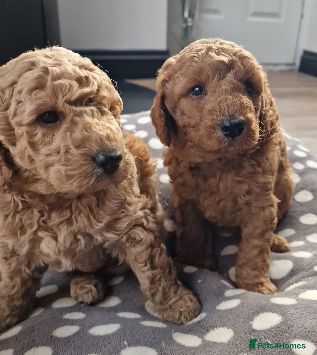 Miniature Poodle dogs for sale: Outstanding Show Quality MInature Poodles - Image 8
